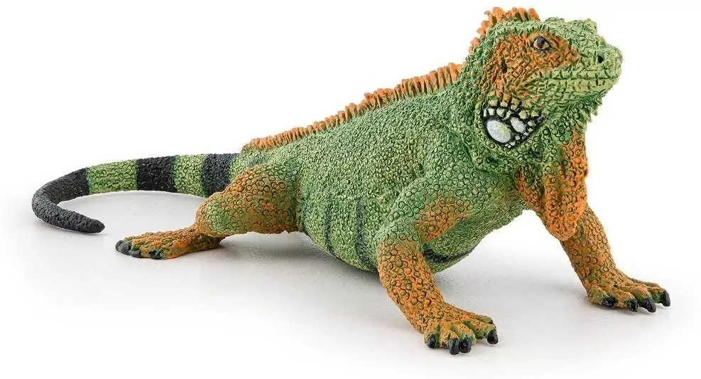 Iguana - tantis.pl