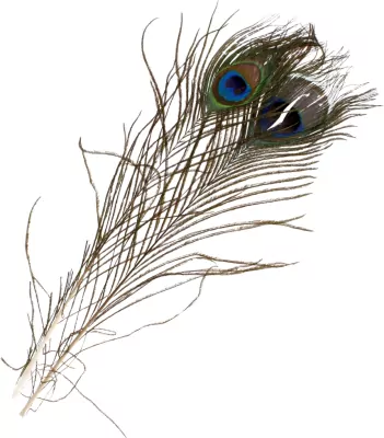 Ozdoba dekoracyjna Piórko pawie 32cm 1szt