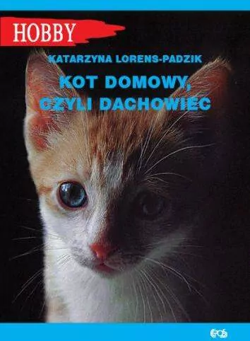 Kot domowy czyli dachowiec - tantis.pl
