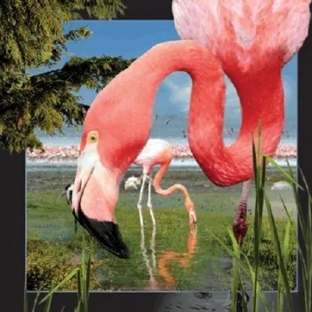 Pocztówka 3D Flaming - tantis.pl
