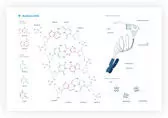 Plakat schemat budowy DNA - tantis.pl