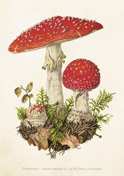 Karnet z kopertą. Muchomor - tantis.pl