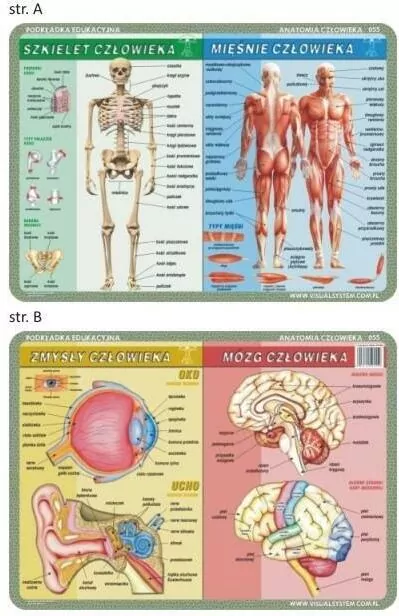 Podkładka edukacyjna. Szkielet, mięśnie, mózg i zmysły człowieka - tantis.pl