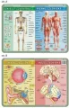 Podkładka edukacyjna. Szkielet, mięśnie, mózg i zmysły człowieka - tantis.pl