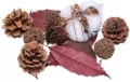 Susz dekoracyjny 30g - tantis.pl