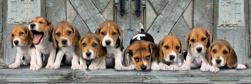 Puzzle 1000. High Quality Collection Panorama. Beagles - tantis.pl