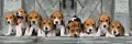 Puzzle 1000. High Quality Collection Panorama. Beagles - tantis.pl