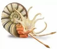 Ammonite - tantis.pl