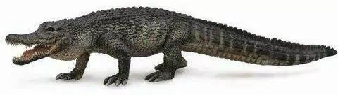 Aligator - tantis.pl