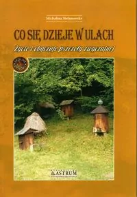 Co się dzieje w ulach - tantis.pl