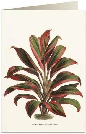 Karnet B6 + koperta: Dracena czerwono-zielona - tantis.pl
