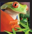 Magnes 3D. Żaba - tantis.pl