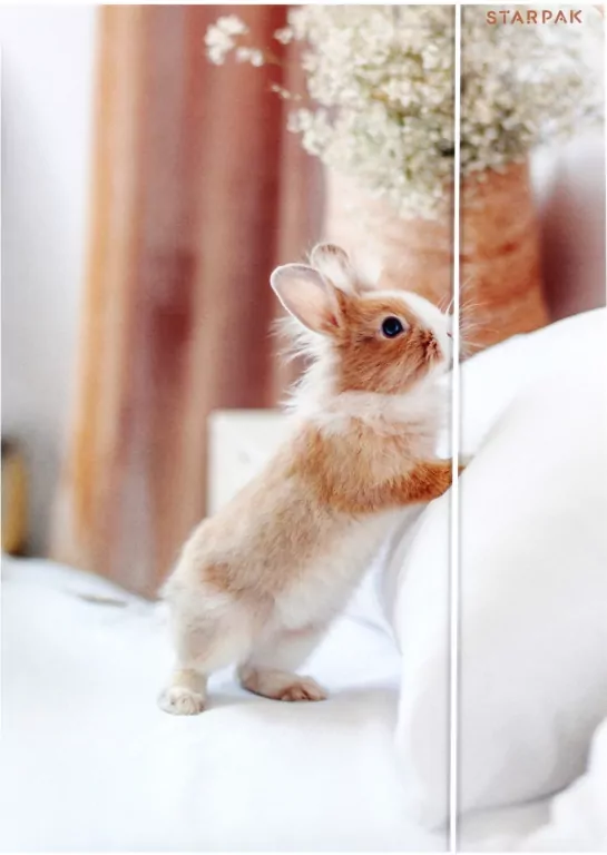 Teczka z gumką A4 Królik mix - tantis.pl