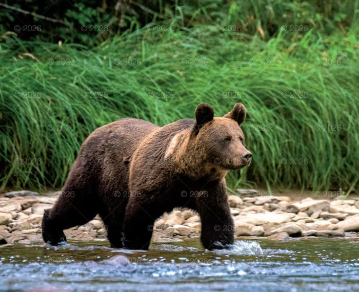 Kalendarz 2026 reklamowy Dzika przyroda - tantis.pl