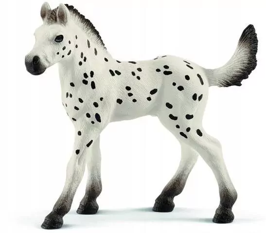 Źrebię rasy knabstrupper 13890 - tantis.pl