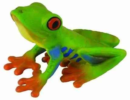 Żaba czerwonooka rzekotka drzewna - tantis.pl