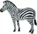 Zebra pospolita - tantis.pl