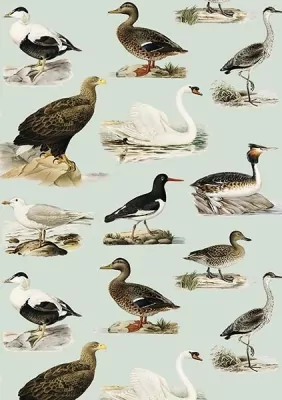 Karnet B6 + koperta: Ptaki