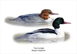 Obraz A4 Tracz nurogęś