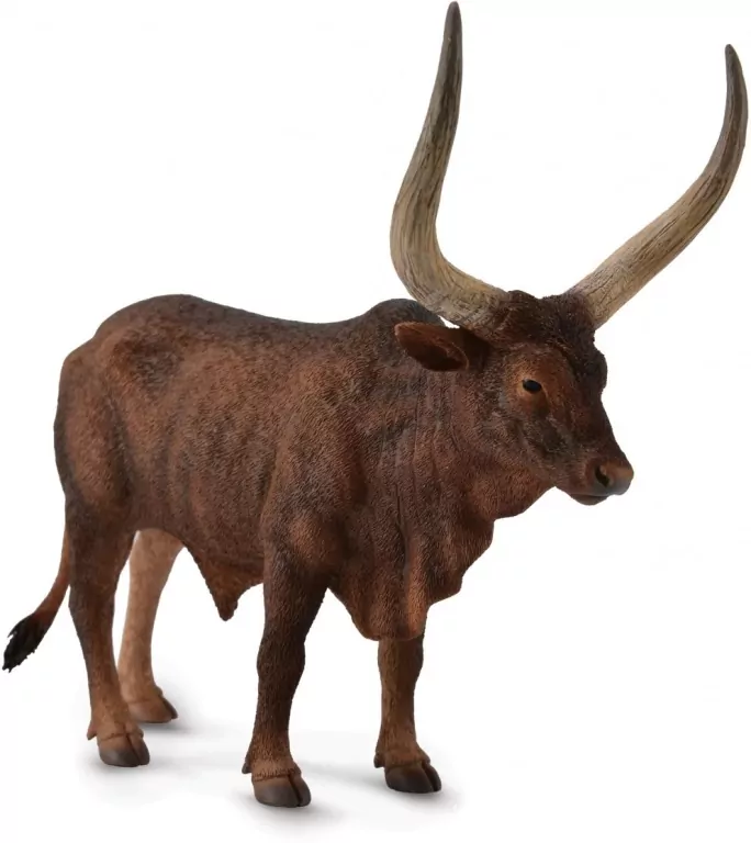 Byk ankole-watusi - tantis.pl
