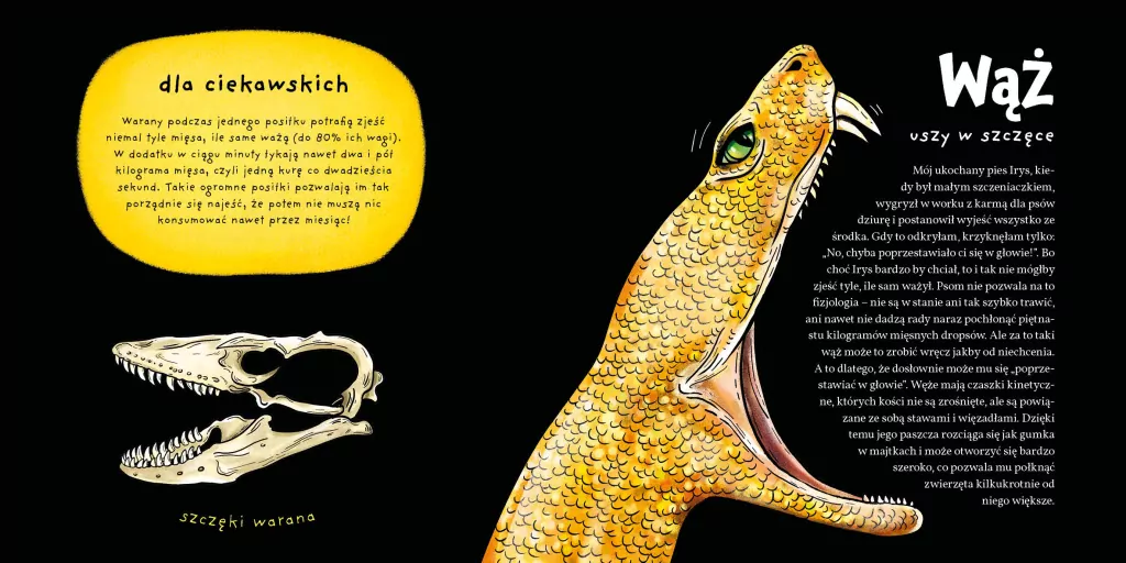 Zęby, ciosy i siekacze - tantis.pl