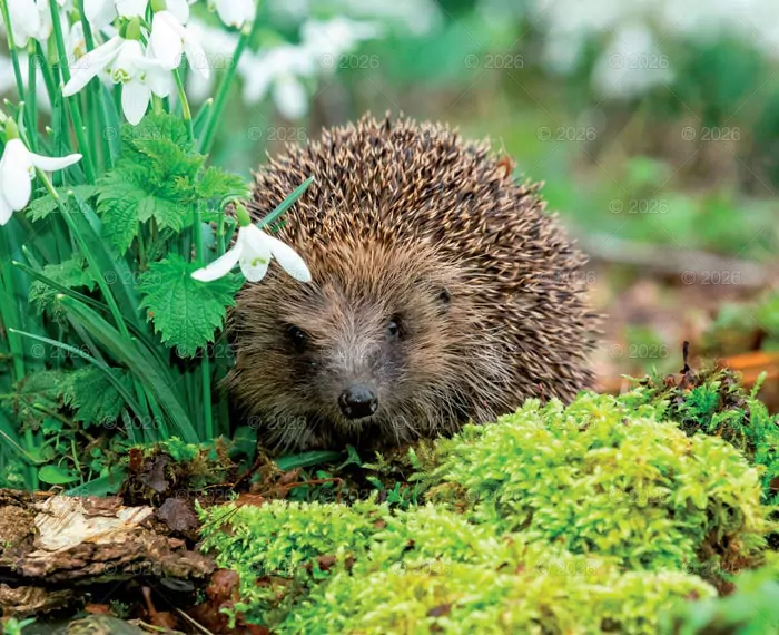 Kalendarz 2026 reklamowy Dzika przyroda - tantis.pl