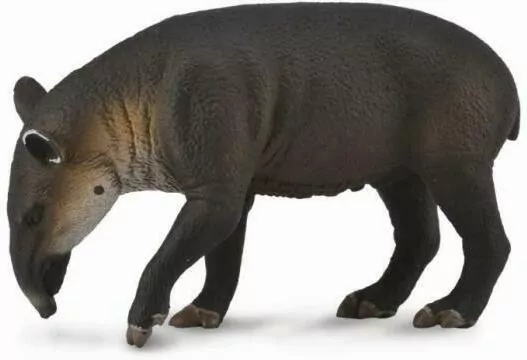 Tapir Bairda - tantis.pl