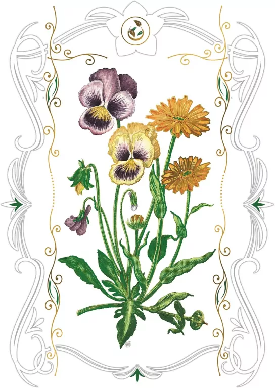 Karnet 12x18 B-BD 502 066 + koperta Bratki - tantis.pl