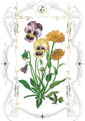 Karnet 12x18 B-BD 502 066 + koperta Bratki