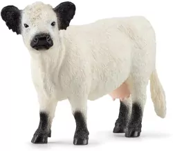 Krowa rasy galloway 13960