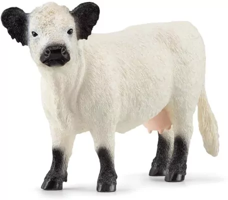 Krowa rasy galloway 13960