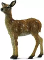 Jelonek S - tantis.pl