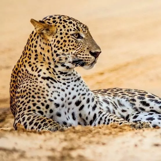 Karnet kwadrat z kopertą Leopard in sand - tantis.pl