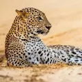 Karnet kwadrat z kopertą Leopard in sand - tantis.pl