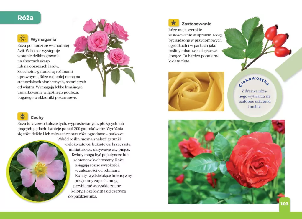 Jaki to kwiat? Atlas dla dzieci - tantis.pl