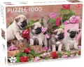 Puzzle 1000 Puppy Pugs - tantis.pl