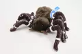Pająk 25cm - tantis.pl