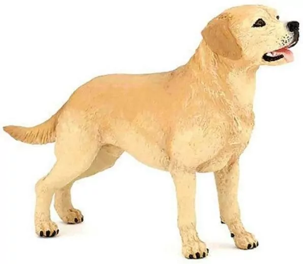 Labrador - tantis.pl