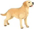 Labrador - tantis.pl