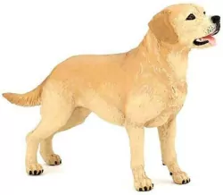 Labrador
