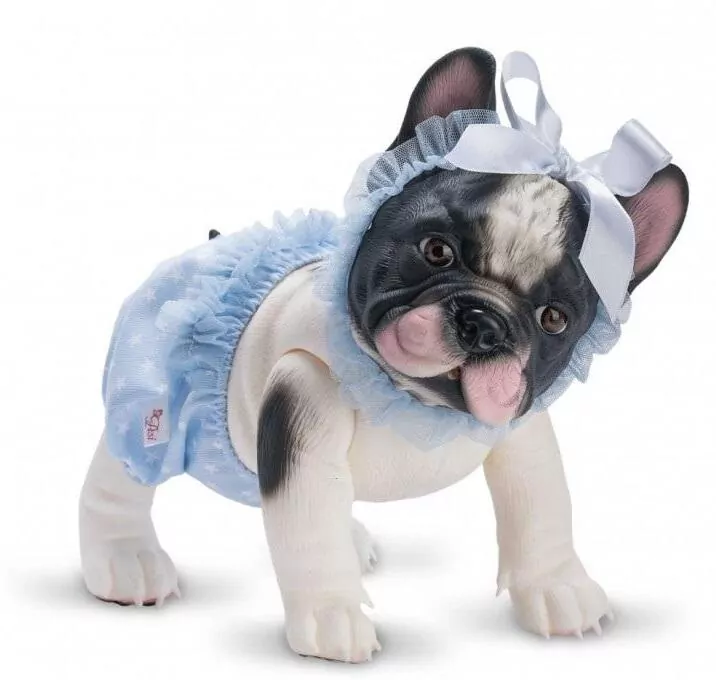 Piesek Lily Buldog Francuski - tantis.pl