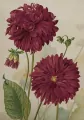Karnet ST499 B6 + koperta Dalia fioletowa - tantis.pl