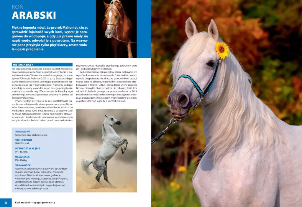 Konie rasowe - tantis.pl