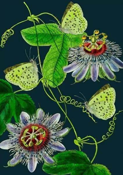 Karnet B6 z kopertą Passiflora nocą - tantis.pl