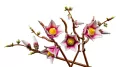 LEGO® Gałązki magnolii 11510 - tantis.pl
