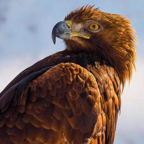 Karnet kwadrat z kopertą Golden Eagle - tantis.pl