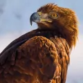 Karnet kwadrat z kopertą Golden Eagle - tantis.pl