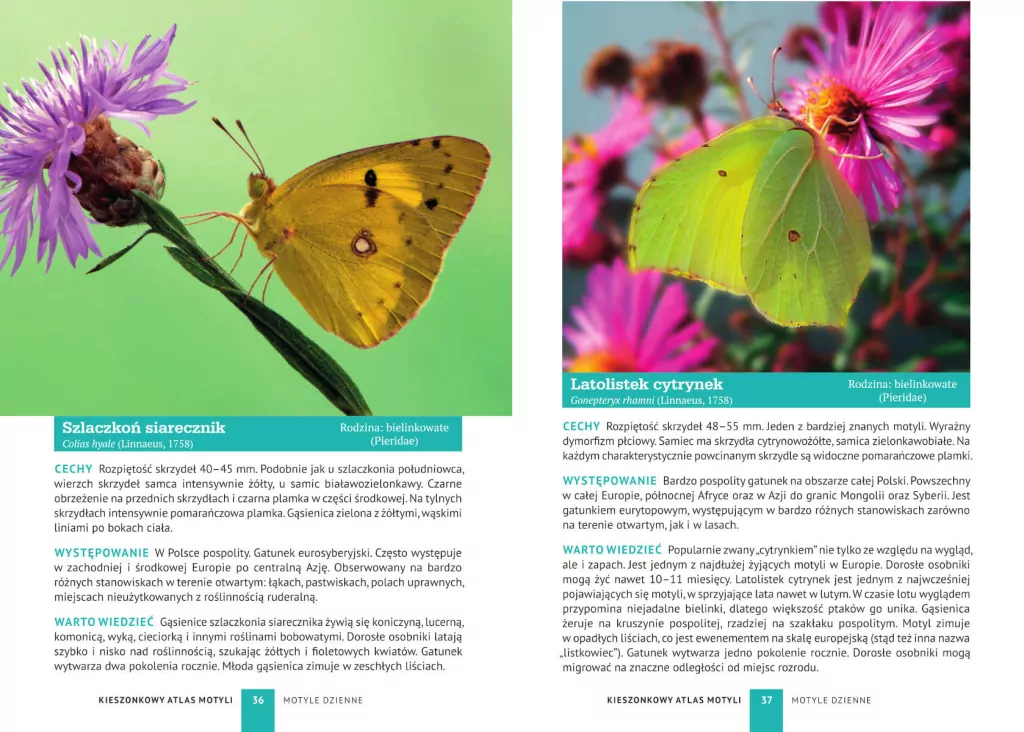 Kieszonkowy atlas motyli - tantis.pl