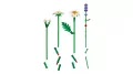 LEGO®. Botanical Collection. Stokrotki. 11508 - tantis.pl