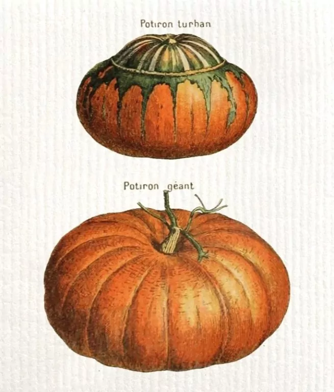 Ściereczka kuchenna Dynie - tantis.pl